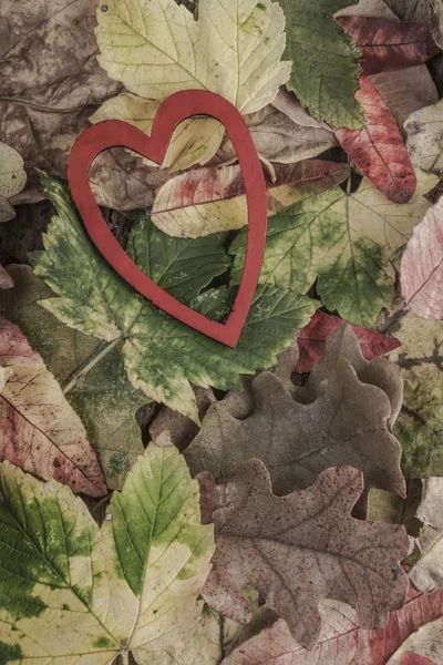 Coeur rouge sur feuilles d'automne colorées — Photo