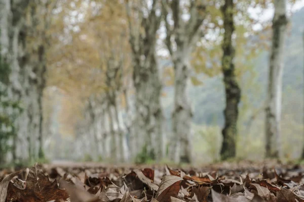Folhas secas em uma estrada rural cercada por árvores no outono — Fotografia de Stock