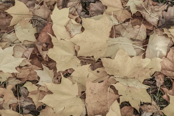 Podzimní pozadí se žlutými listy — Stock fotografie