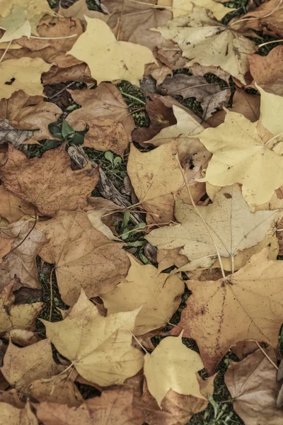 Осенний фон с сушеным листом — стоковое фото