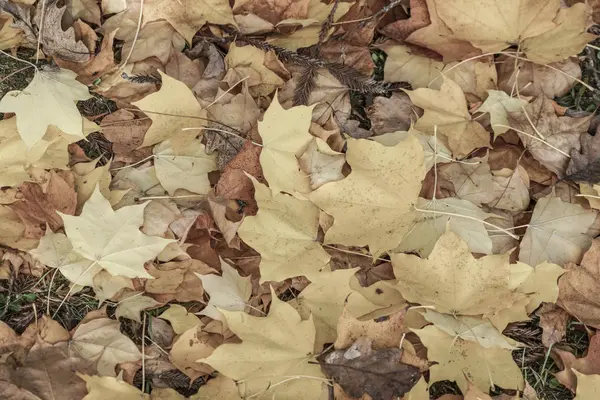 Kurutulmuş yaprak ile sonbahar arka plan — Stok fotoğraf