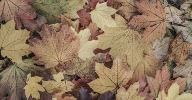 Kurutulmuş yaprakları ile sonbahar arka plan