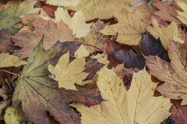 Осенний фон с сушеными листьями — стоковое фото