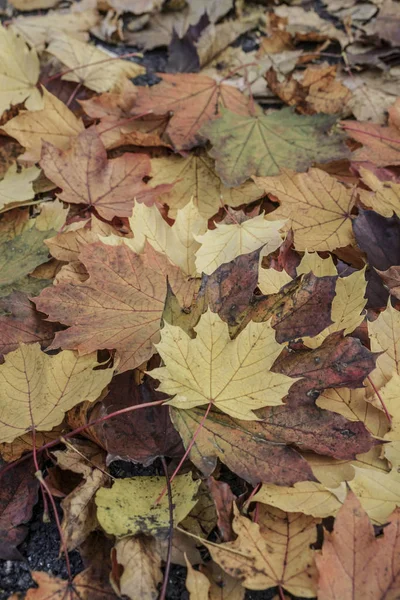 Fondo de otoño con hojas secas —  Fotos de Stock