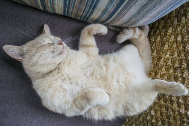 kanepede uyuyan sevimli kedi