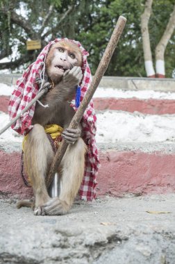 Bir şeyler yemek maymun