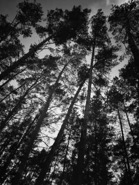 Çam ağaçları, aşağıdan gökyüzüne doğru görüntülemek
