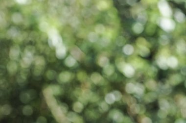 Yeşil bokeh arka plan