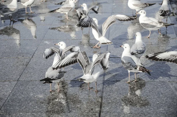 Grupo de aves da gaivota — Fotografia de Stock