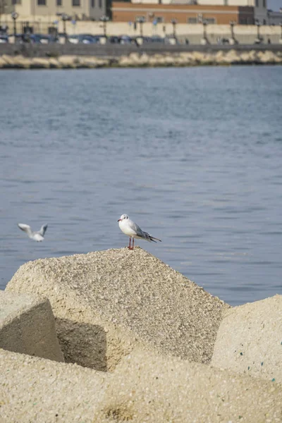 Mouette debout sur les rochers par la mer — Photo