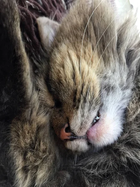 Close-up gezicht van een kat slapen — Stockfoto