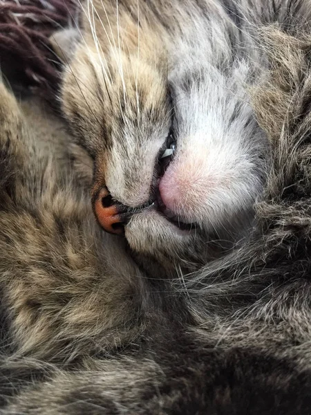 Closeup face of a cat sleeping — Stock Photo, Image