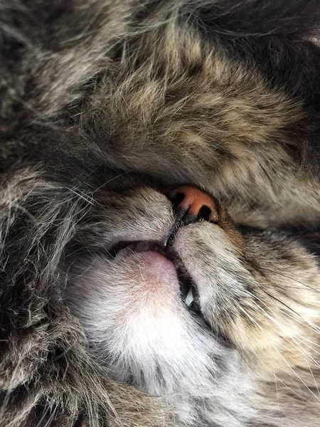 Крупным планом спит кошка — стоковое фото