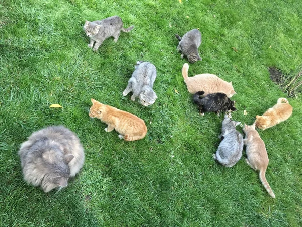 Grupo de gatos que se alimentam no jardim — Fotografia de Stock