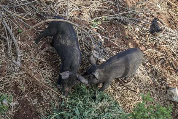 two black pigs and a chicken