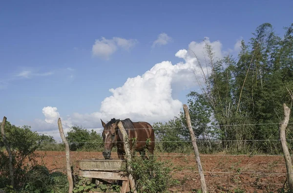 Bruin paard voederen in een farm — Stockfoto