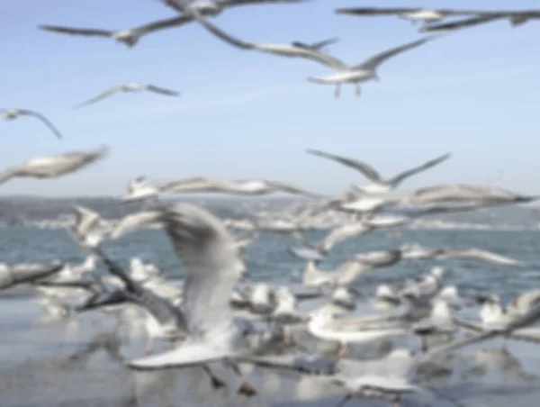 Fundo borrado com gaivotas — Fotografia de Stock