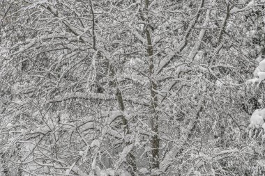 Karlı arka plan olarak parkta ağaçların dallarında