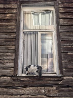 Bir ahşap evin içinde onun açık pencereden diğerine gidiş bir kedi