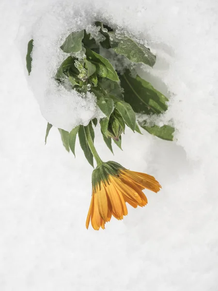 Une Fleur Sous Neige Hiver — Photo