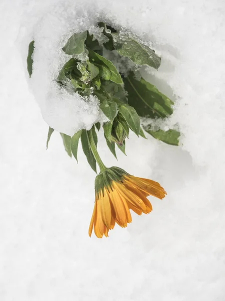 Egy Virág Télen Alatt — Stock Fotó