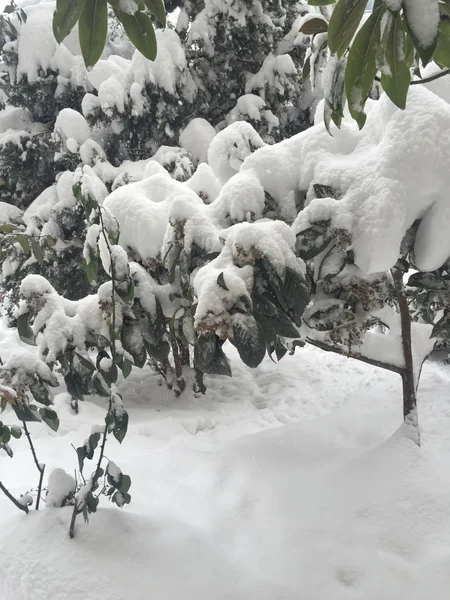 Jardim Sob Neve Inverno — Fotografia de Stock