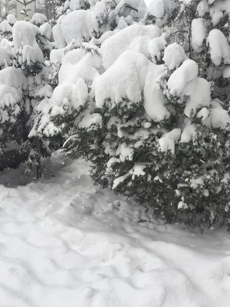 Jardín Bajo Nieve Invierno — Foto de Stock