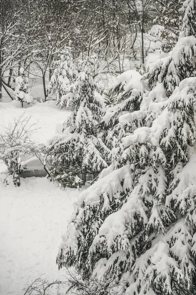 Jardín Bajo Nieve Invierno — Foto de Stock