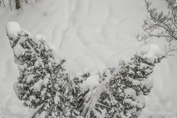 Jardín Bajo Nieve Invierno —  Fotos de Stock