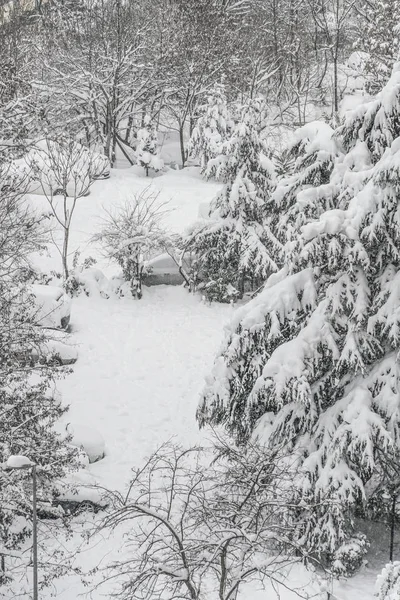 Jardín Bajo Nieve Invierno — Foto de Stock