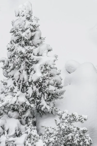 Kiefer Winter Unter Schnee — Stockfoto