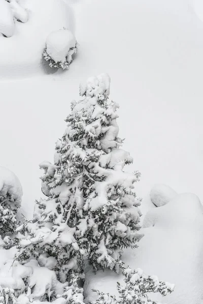 çam ağacı kışın kar altında