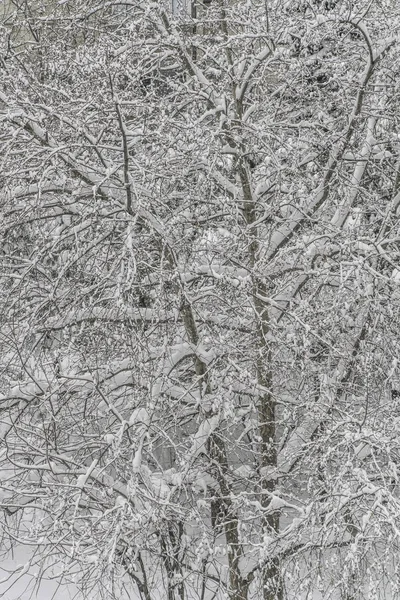 Snowy Branches Trees Park Background — Stock Photo, Image