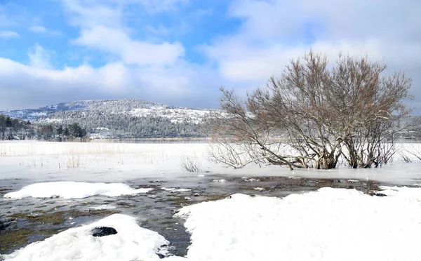 Дерево Крижаному Озері Під Прекрасним Небом Взимку — стокове фото
