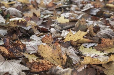 Sonbahar arka plan ile kurutulmuş sonbahar yaprakları