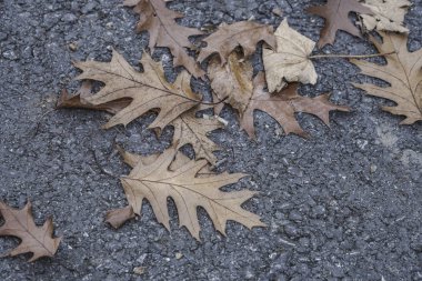 bir arka plan olarak bir asfalt yolda kurutulmuş sonbahar yaprakları