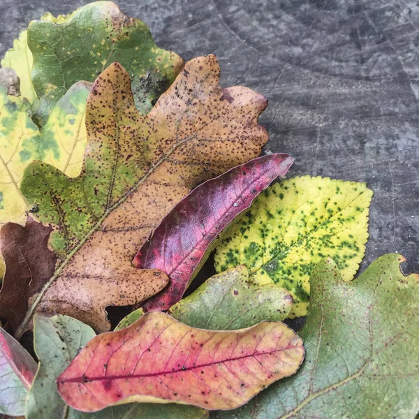 Podzimní Šablona Barevné Listí Dřevěné Pozadí Kopií Prostor — Stock fotografie