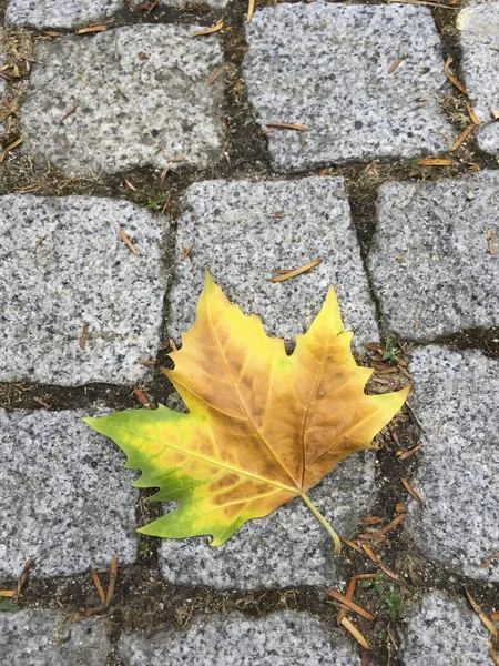 Сухой Лист Осенью Лежит Булыжнике — стоковое фото