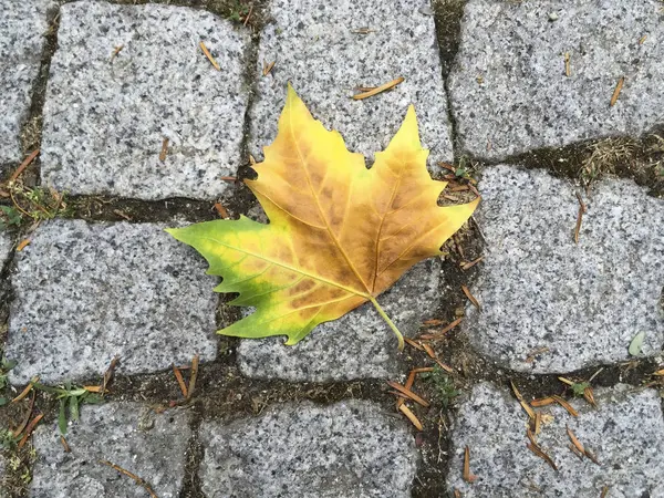 Сухой Лист Осенью Лежит Булыжнике — стоковое фото