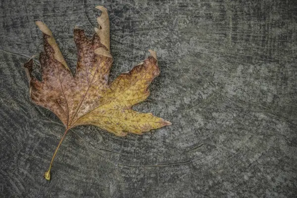 Une Feuille Automne Séchée Sur Fond Bois Avec Espace Copie — Photo