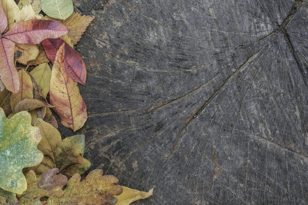 autumn template with colorful leaves on wooden background with copy space