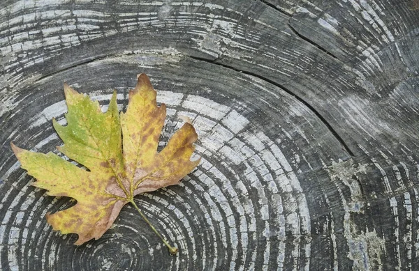 Podzimní Šablona Sušených Listů Dřevěné Pozadí Kopií Prostor — Stock fotografie