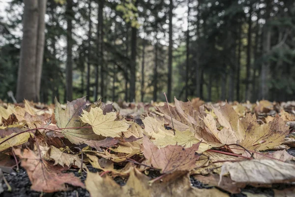 Сушеные Осенние Листья Лесу — стоковое фото