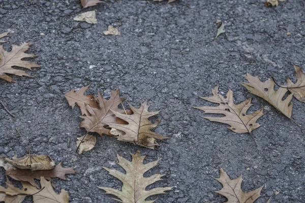 Сушеные Осенние Листья Асфальтированной Дороге Заднем Плане — стоковое фото
