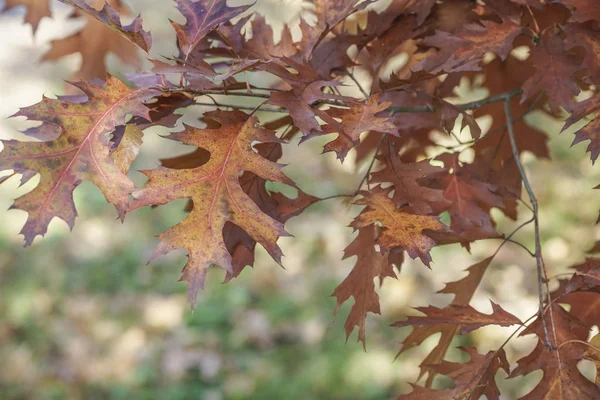 公園の木の筋に干上がった紅葉 — ストック写真