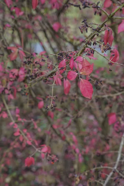 Folhas Vermelhas Outono Uma Árvore Como Pano Fundo — Fotografia de Stock