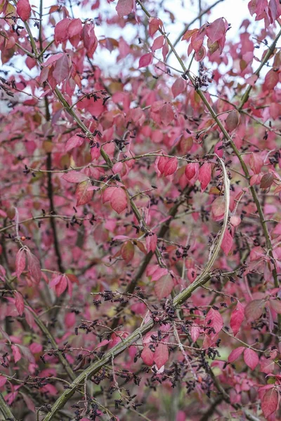 Bir Arka Plan Olarak Bir Ağaç Üzerinde Kırmızı Sonbahar Yaprakları — Stok fotoğraf