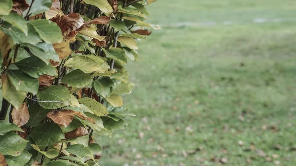 Planta Closeup Com Folhas Verdes Secas Contra Fundo Grama — Fotografia de Stock