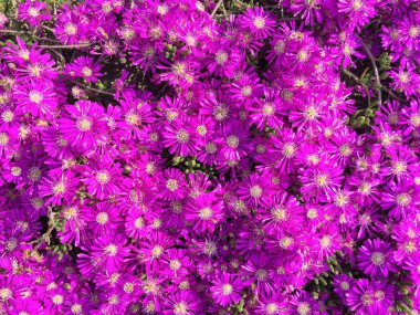 arka plan olarak pembe çiçekler