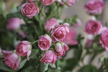 Arkaplan olarak pembe güller